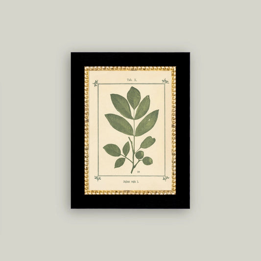 "Plant Atlas" Painting Framed Reproduction