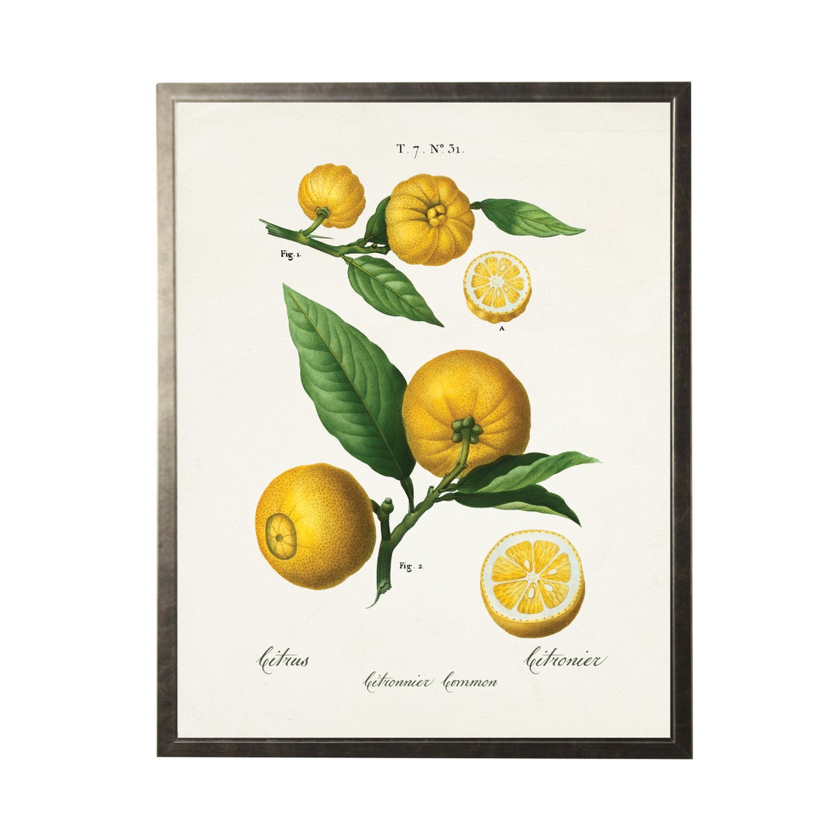 Lemons Bookplate Framed Print