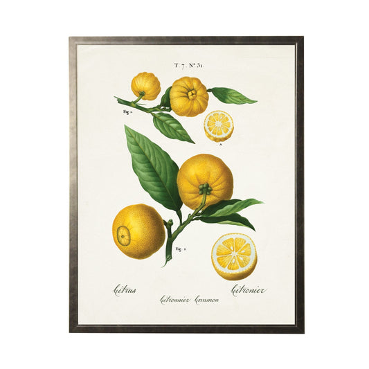 Lemons Bookplate Framed Print