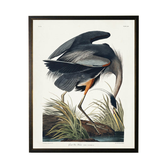 Blue Heron Bookplate Framed Print