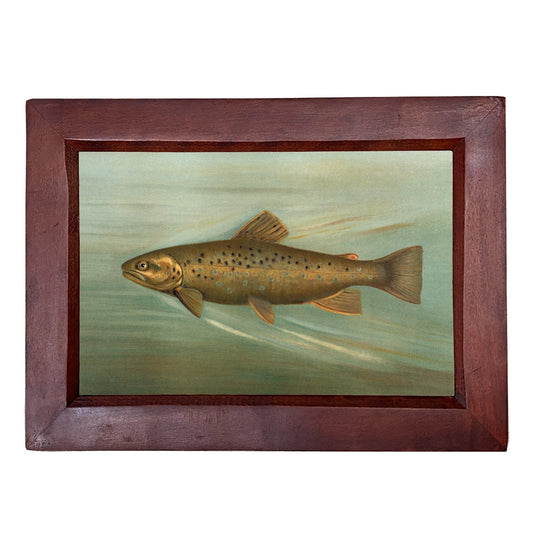 Brown Trout Framed Print
