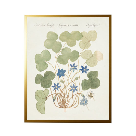 Blue Anemone Bookplate Framed Print
